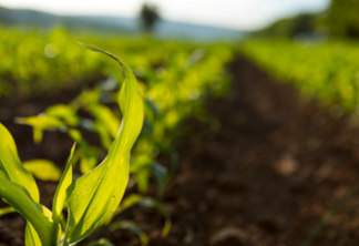Projeto lançado na COP28 irá avaliar benefícios e custos da agricultura regenerativa