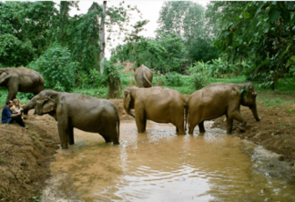 Estreia do Documentário “Elefantes: em nome da liberdade”