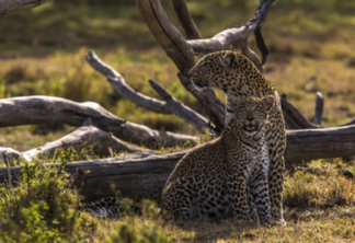 National Geographic exibe o especial garras afiadas com a estreia de "Conto do Leopardo: Olhos de Jade"