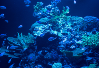 Academia Brasileira de Ciências lança documento em defesa dos oceanos nesta terça (20)