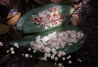 Associação indígena Yanomami passa a oferecer cogumelos nativos da Amazônia para Mãe Terra, marca de alimentos naturais e orgânicos