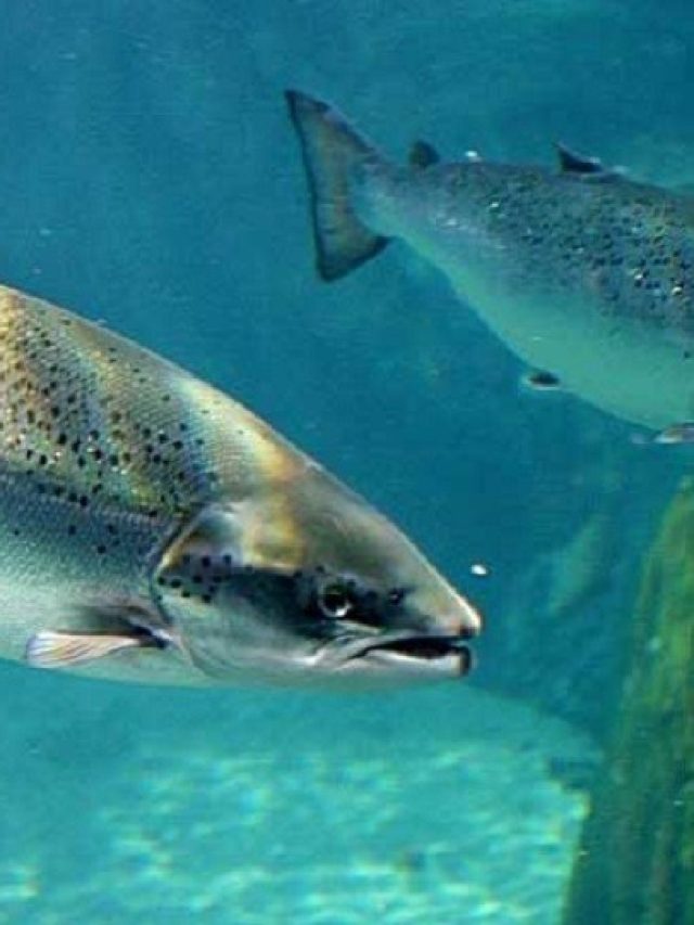 Cinco motivos para repensar o consumo de salmão